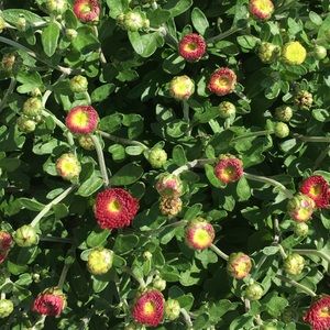 Meet your Posher, Val